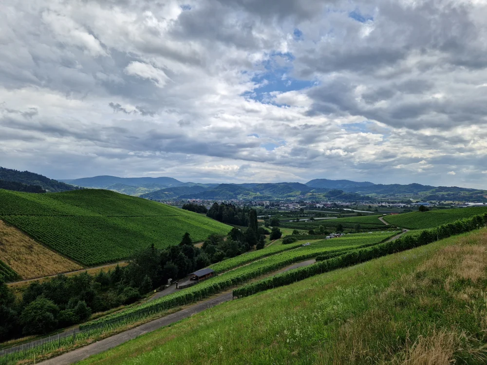 Panorama winnicy na zboczach
